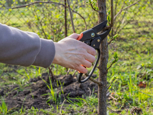 istock Female gardener with a pruner shears the plum tree. 2201643212