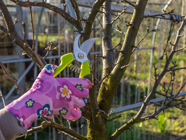 istock Female gardener with a pruner shears the plum tree. 2201643390
