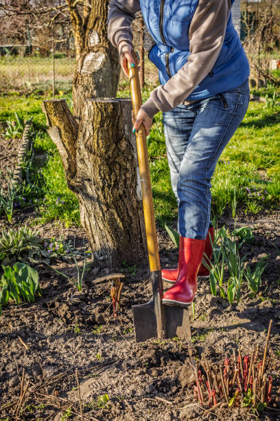 istock Gardener is digging soil on a bed. Female farmer digs in a garden 2201643563