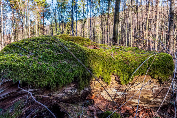 Landscapes - Forest - Europe, Romania, Suceava region