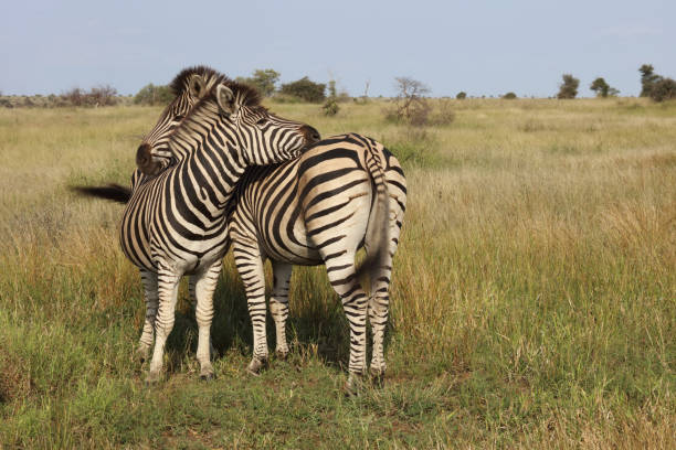 istock Steppenzebra / Burchell's zebra / Equus quagga burchellii 2201644306