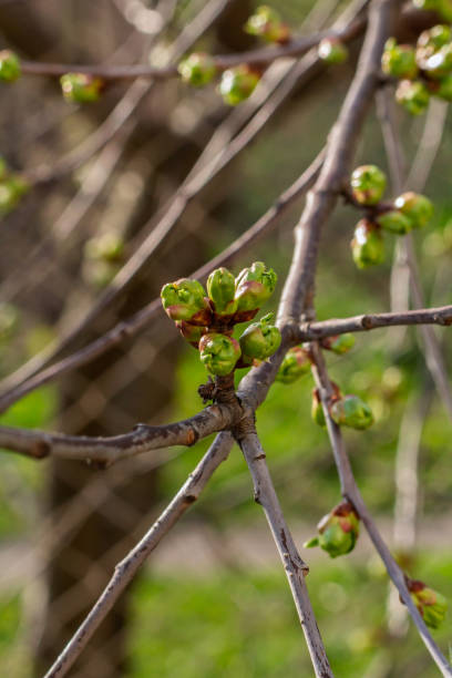 istock New buds of a cherry tree with green sepals in the spring orchard. 2201644639
