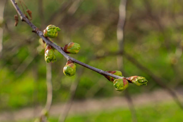 Close-up new buds of a cherry tree with green sepals sprouting in the spring orchard. Blurred background.