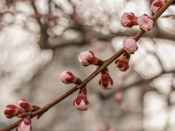 Tree in bloom - beautiful spring flowers with stamens close-up