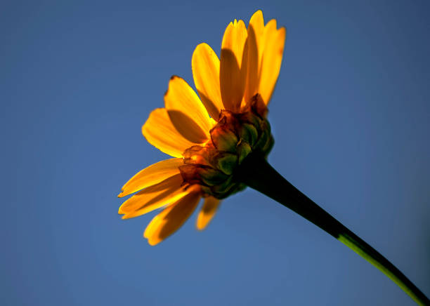 SPRINGThe spring season experienced in April and May is the month when flowers bloom in nature, trees are decorated with flowers and nature wakes up. The weather gets warmer and nature becomes colorful.