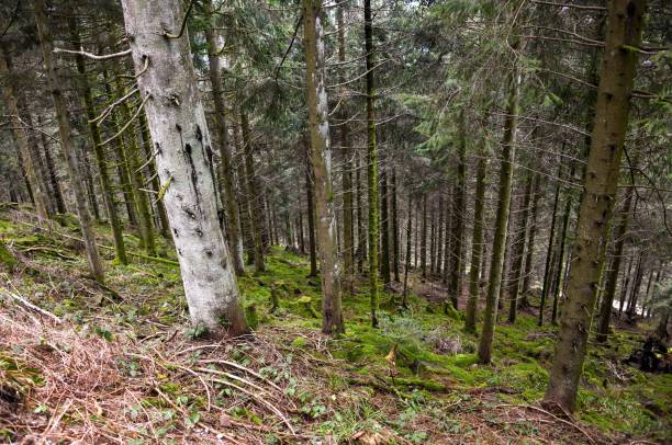 Nationalpark Schwarzwald, Black Forest National Park in Baden-Württemberg