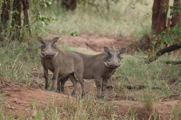 istock Warzenschwein / Warthog / Phacochoerus africanus 2201645816