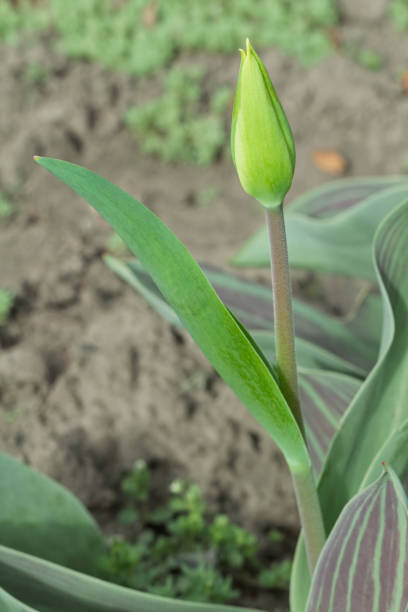 istock Tulip growing in the garden with the natural background. 2201645924