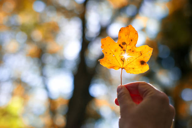 istock Human hand holding an autumn leaf against the sun. Natural lens flare. Selective focus. 2201646049