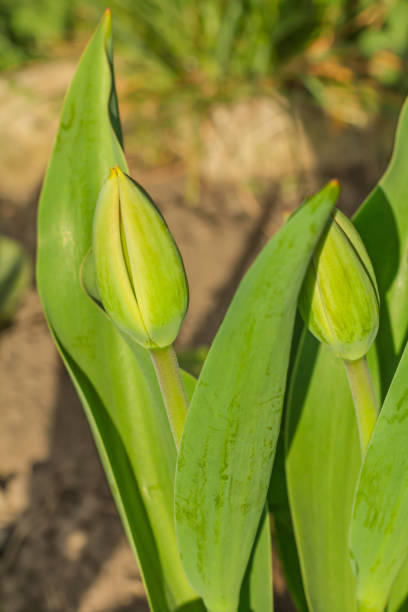 Young tulips growing in a garden with the natural background.