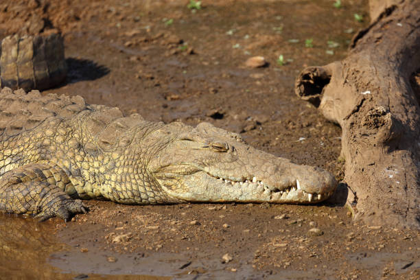 istock Nilkrokodil / Nile crocodile / Crocodylus niloticus 2201646895