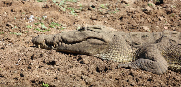 istock Nilkrokodil / Nile crocodile / Crocodylus niloticus 2201647940