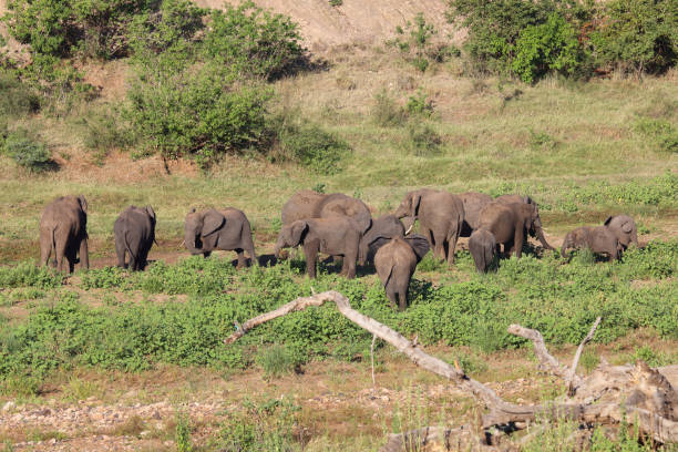 istock Afrikanischer Elefant / African elephant / Loxodonta africana 2201648071