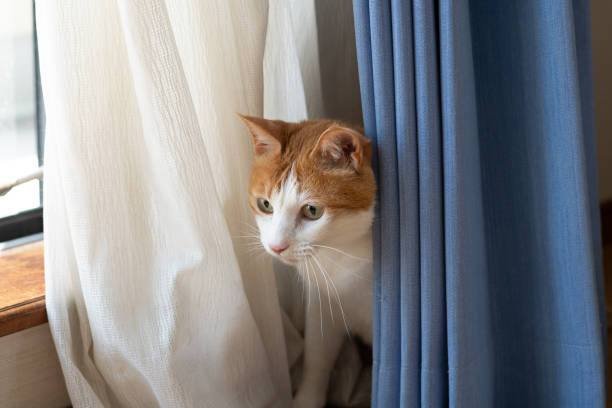 British shorthair cat hiding behind tulle