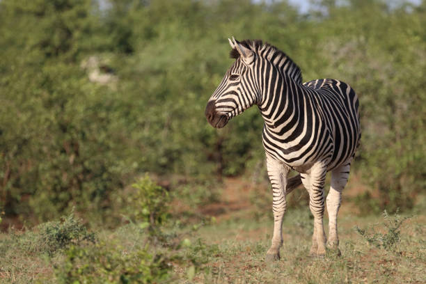 istock Steppenzebra / Burchell's zebra / Equus quagga burchellii 2201648852