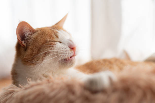 istock Cute cat relaxing by the window 2201649597