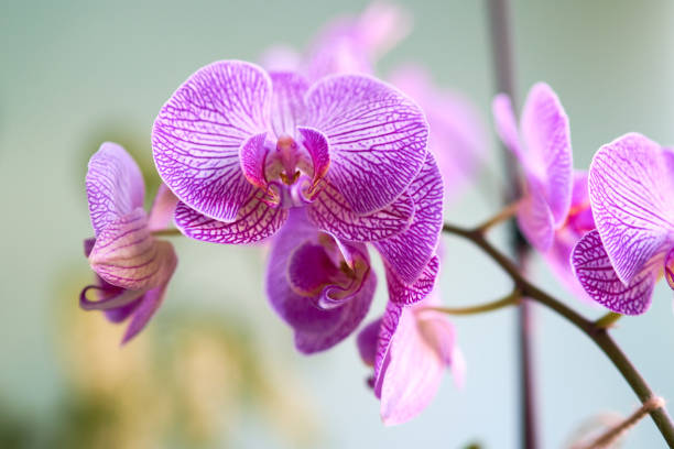 Pink Phalaenopsis orchid hybrid