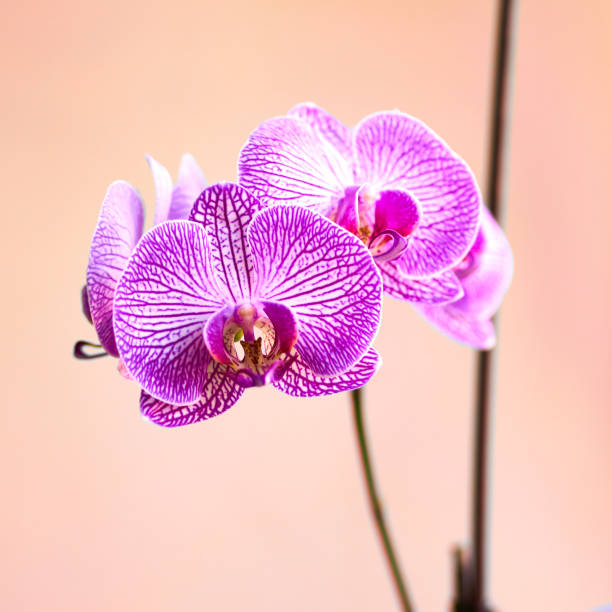 An indoor shot of coloiurful Colombian orchid flowers.  Image shot in natural light. Horizontal format. Focus on top left flower.