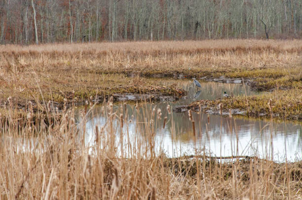 The Wetlands at Piscataway Park