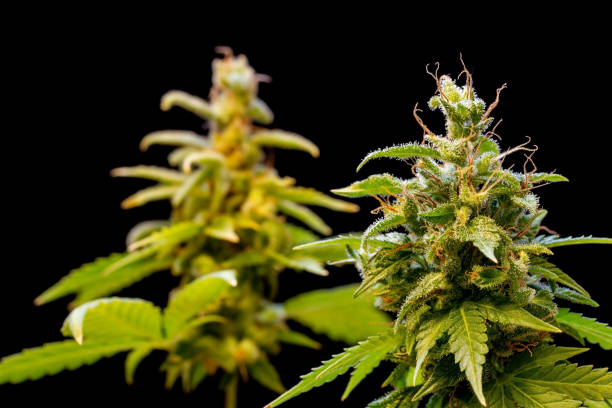 istock A marijuana plants bloom with resin on his leaves on a black background, close up view. 2201653012