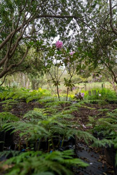 istock Lush garden with ferns and pink flower 2201653448