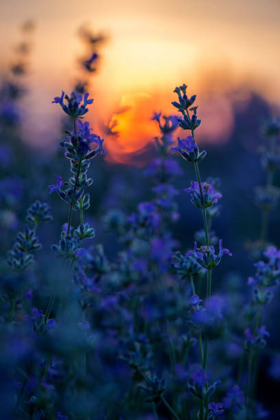 Close-up of lavender stalks against the sunset background - selective focus