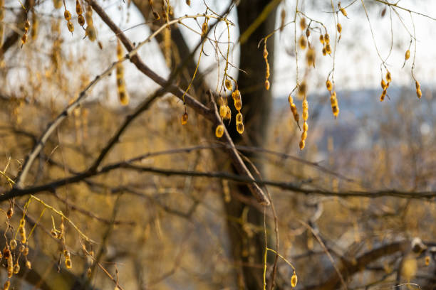 A close-up of dried seed pods hanging from thin branches against a blurred winter background. The golden-brown pods appear weathered and delicate, illuminated by soft natural light. The composition emphasizes the intricate details of nature during the colder months.
