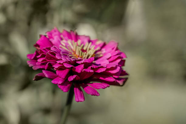background with pink flower. Wallpaper with flowers. spring or summer backdrop. picture for gift card. garden flowers. poster for interior. picture for interior. flowers close-up, macro photo