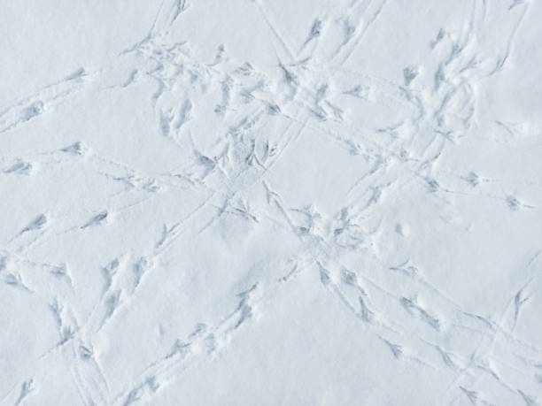 istock Snowy ground covered with various bird footprints  revealing wildlife activity in winter 2201658837