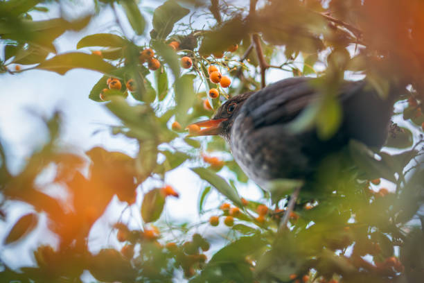 Portrait of a female blackbird eating Pyracantha yellow berries in London