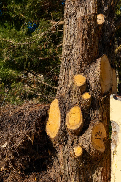 istock Tree trunk shows cut sections and natural textures in a forested area during a sunny day 2201659662