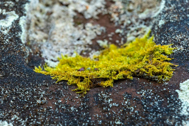 istock Bright green moss thriving on a rocky surface in a natural setting during daylight hours 2201659668