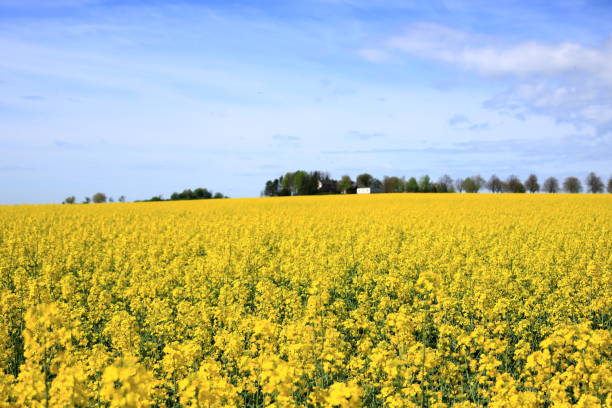istock Field of rapeseed in yellow bloom in Saxony, Germany 2201662649