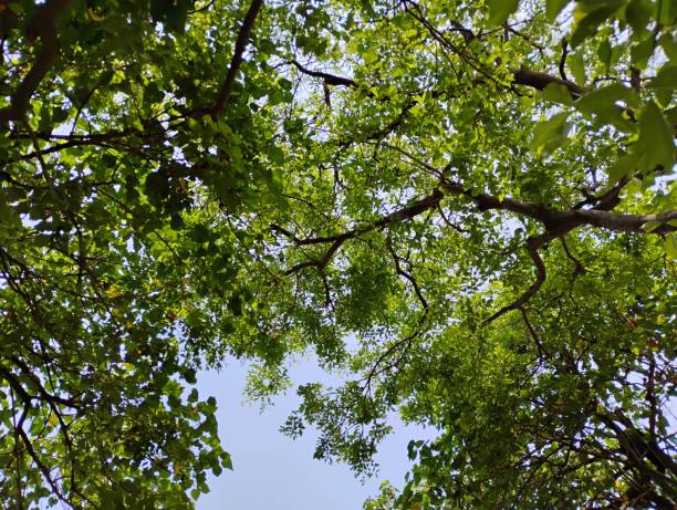The tree branch has green leaves captured in a top angle view
