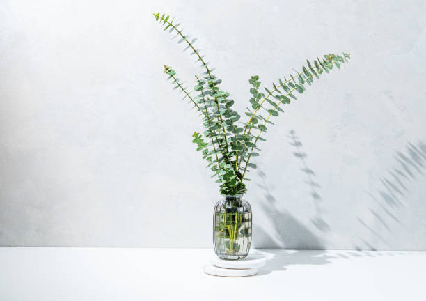 istock Glass vase with eucalyptus branches on light concrete background with sunlight. 2201663796