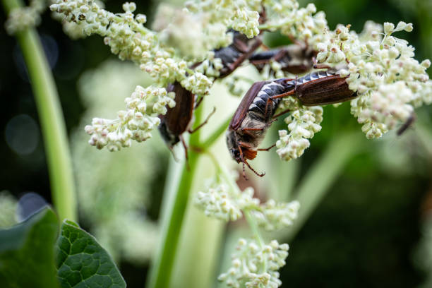 Several pairs of may beetle mating in rhubarb blossoms.