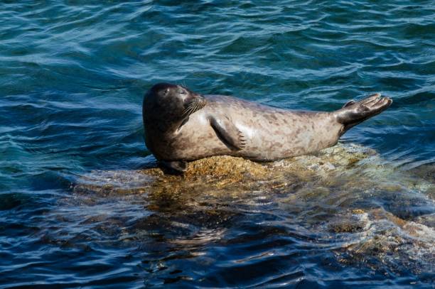 istock Seal basking on a sunlit rock by the ocean in Monterey, California 2201665191