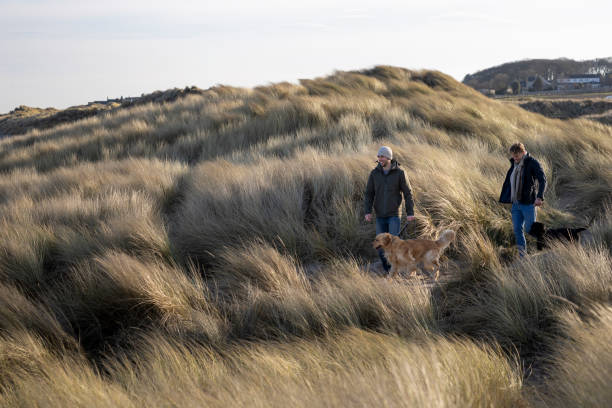 Wide shot of two male friends walking their dogs in the dunes together at Druridge Bay in Northumberland. They are walking towards the beach while wearing casual, warm clothing, as it is in winter. The two dogs are a golden retriever and a black Labrador.\n\nVideos are available similar to this scenario.