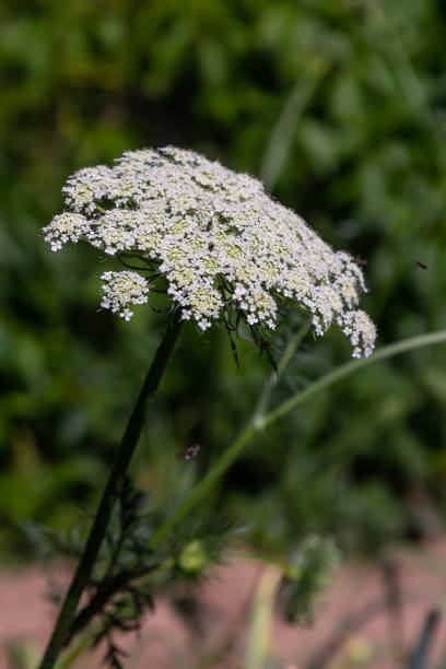 istock White wildflower blooms in a lush green environment during sunny daylight, showcasing delicate petals and fine details of nature's beauty 2201665280