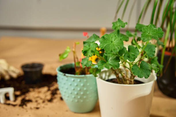 Potted plants in different ceramic containers during repotting process with gardening tools and soil. Concept of home gardening, plant care and sustainable green living