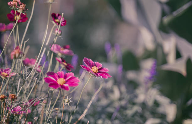 istock wedding greeting background. pink flower with selective focus. Backdrop with copy space. picture for gift card. symbol of love. garden flowers. spring or summer poster. close-up. space for text 2201666348