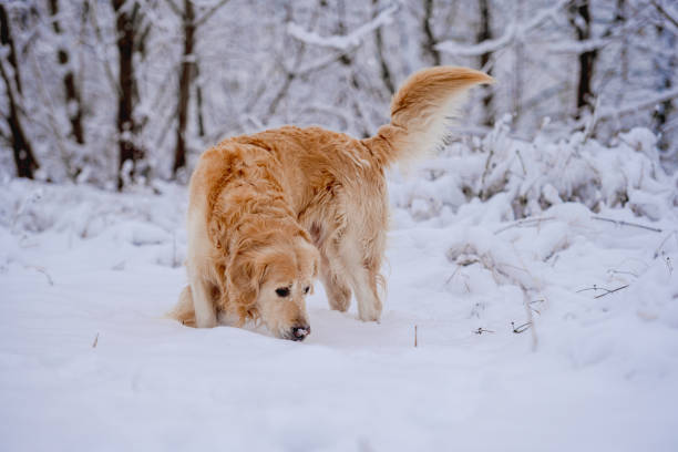 Golden Retriever Dog In The Winter Forest In The Snow