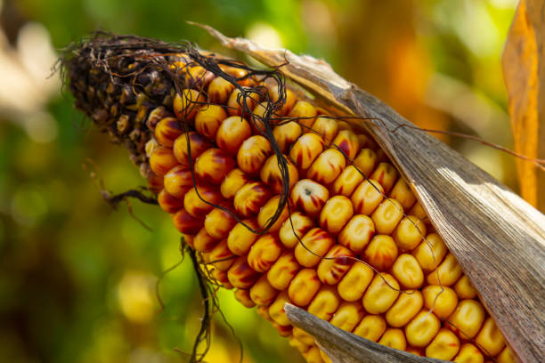 Corn cobs in corn farming fields during the harvest season can be used for roasted corn or staple food.