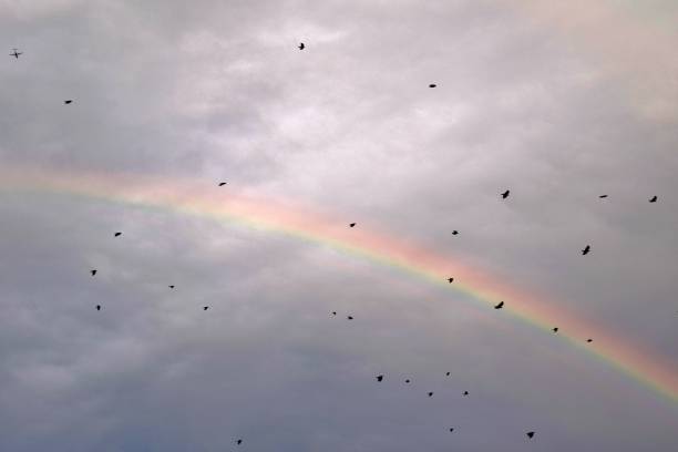 Flock of birds flying with clouds and rainbow in background. High quality photo