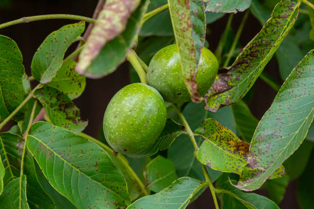 walnut tree, growing walnut in shell on branch, summer trees, green leaves, walnuts in peel.