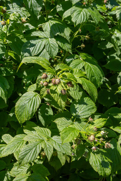 istock Ripe red raspberries on the branches of a bush. A raspberry patch in the garden 2201668783