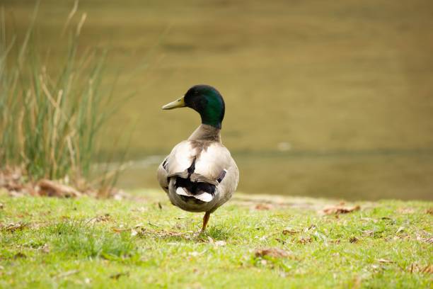 A mallard duck standing on grass by a calm pond with soft focus background, showcasing natural beauty and tranquility.