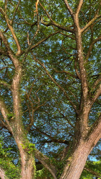 istock Majestic tree canopy with sprawling branches and green leaves 2201673954