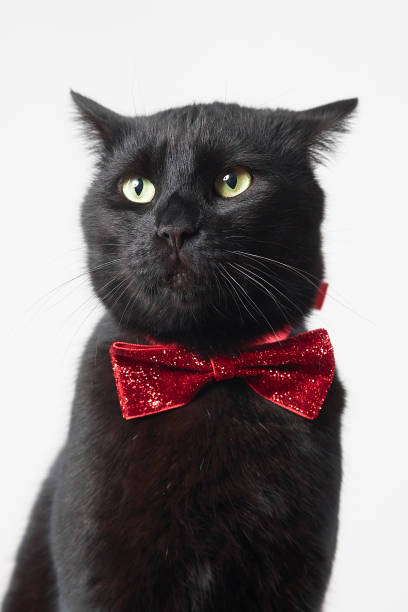 istock photo series of black cat with red bow tie with different expressions 2201676452