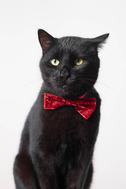 istock photo series of black cat with red bow tie with different expressions 2201676603